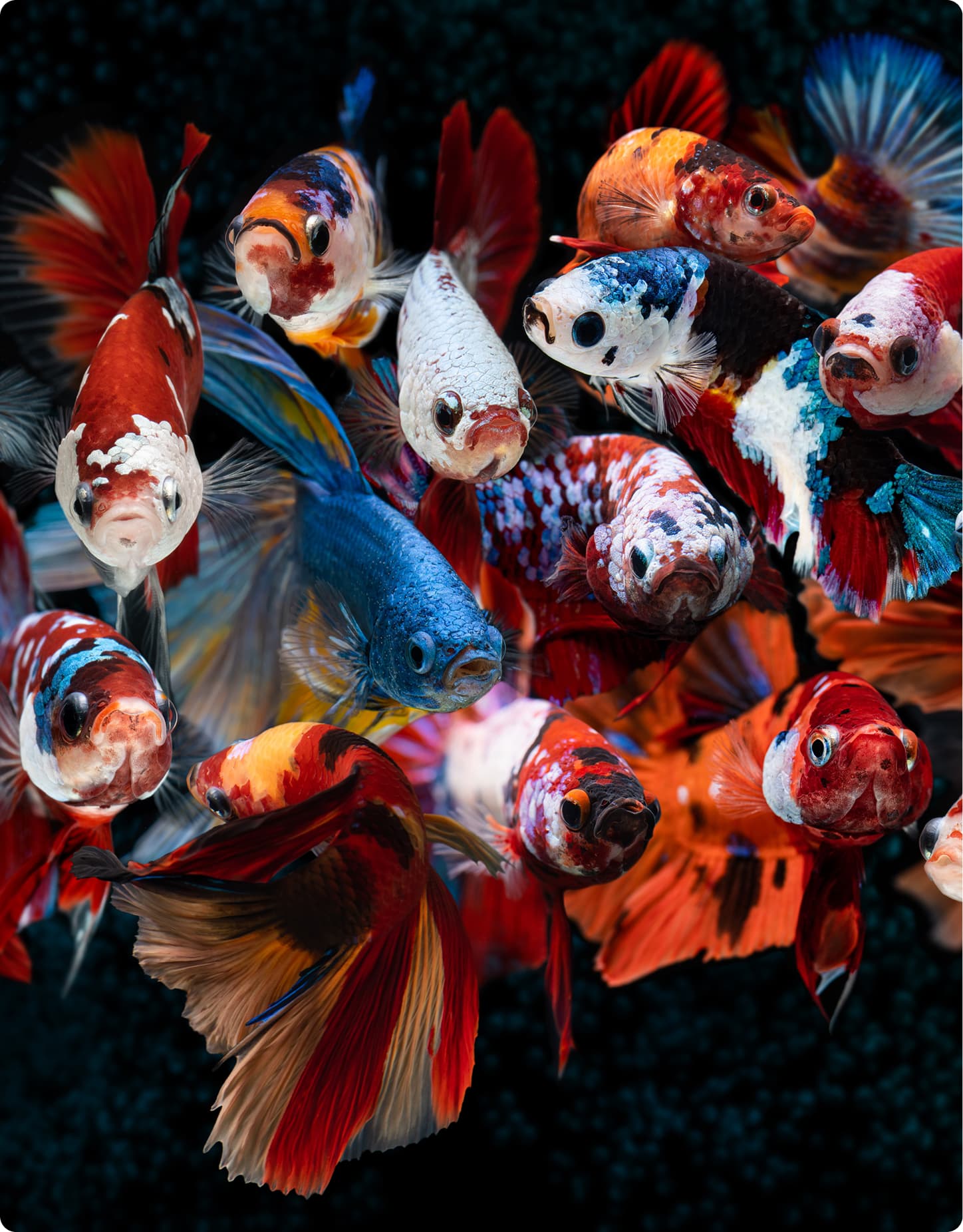 Colourful fish representing DigiTusk's diverse creative services